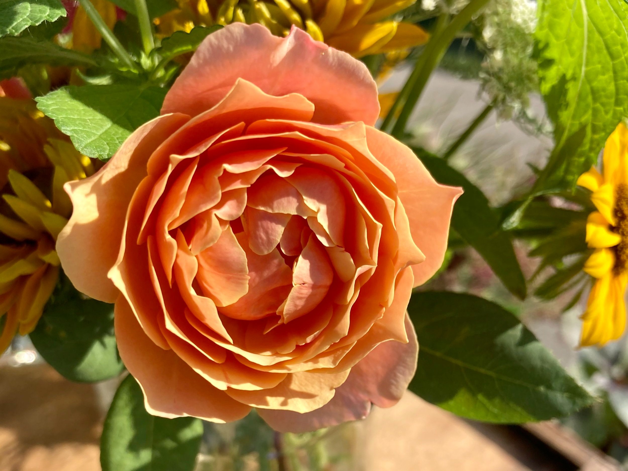 Flowers+to+Bless+-+8D6B0F0F-1D63-48E5-A720-4BF1A03732B3 Close-up of a beautiful peach rose surrounded by green leaves and yellow flowers, showcasing its delicate petals and intricate layers in bright sunlight. Ideal for floral arrangements and gardening inspiration.
